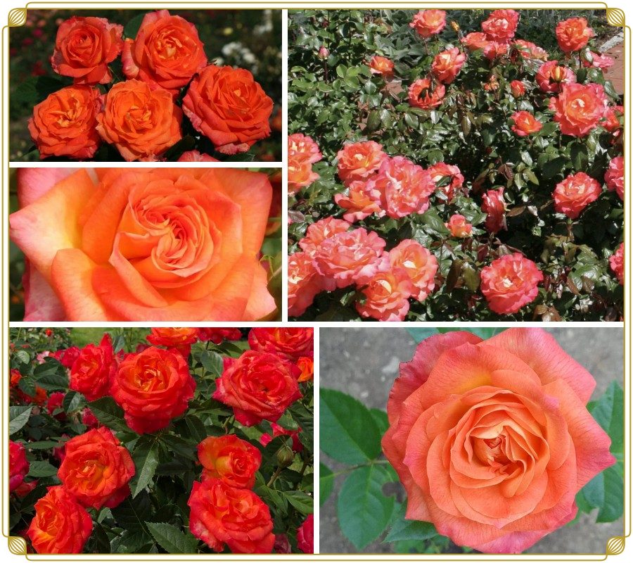 Feurio róża wielkokwiatowa